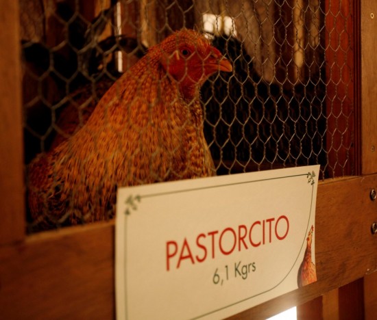 Aquí está Pastorcito Aquí está Pastorcito